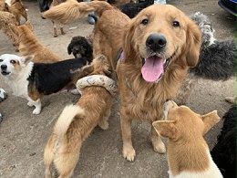 环泽公益行之捐助流浪动物基地